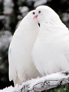 Превью обои голуби, птицы, перья, снег