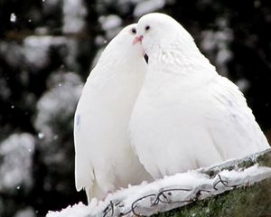 Превью обои голуби, птицы, перья, снег