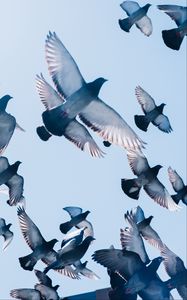 Превью обои голуби, птицы, полет, небо