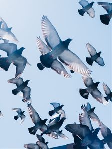 Превью обои голуби, птицы, полет, небо