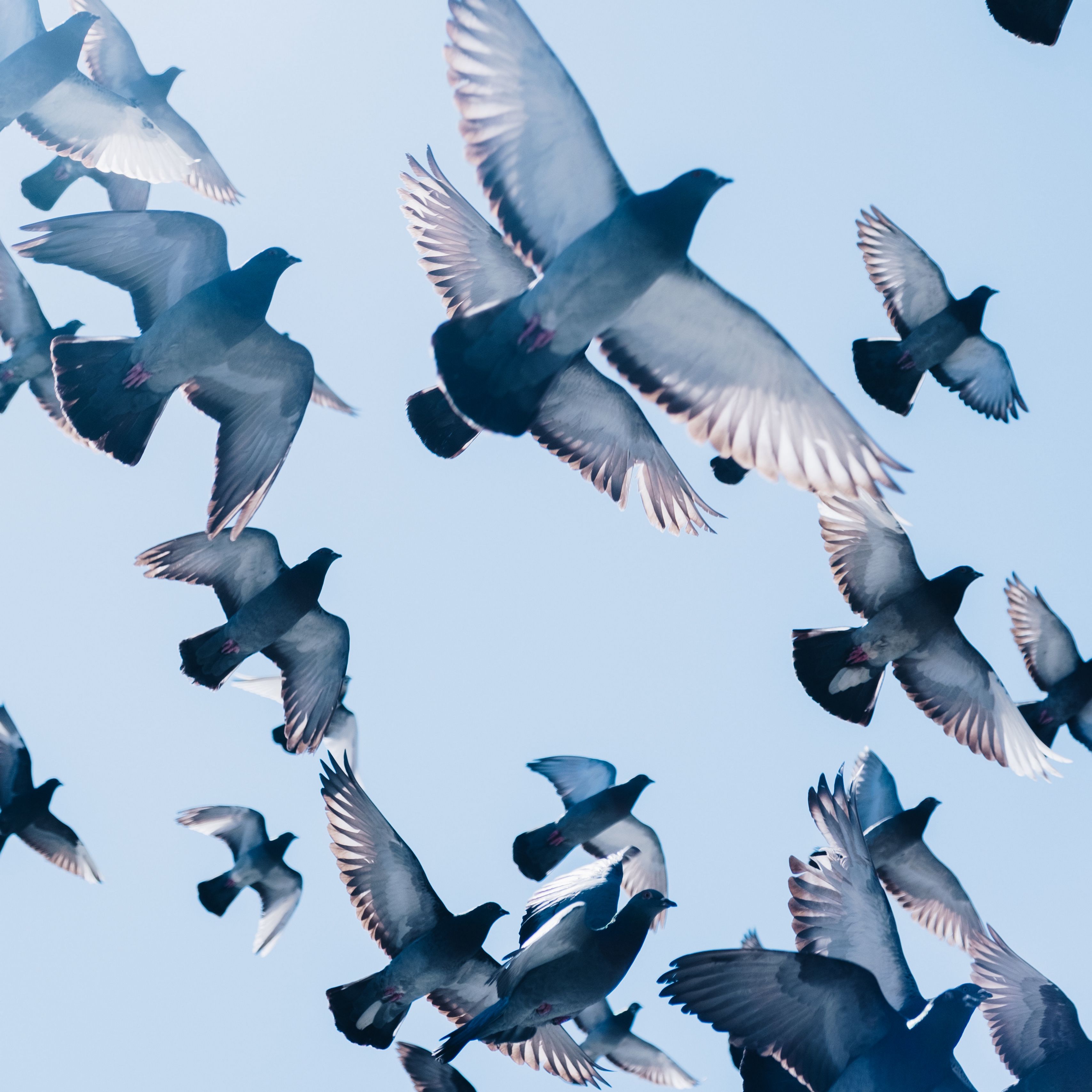 Голуби взлетают в небо картинки