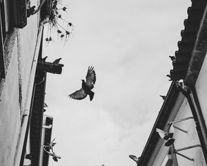 Превью обои голуби, птицы, силуэты, здания, чб