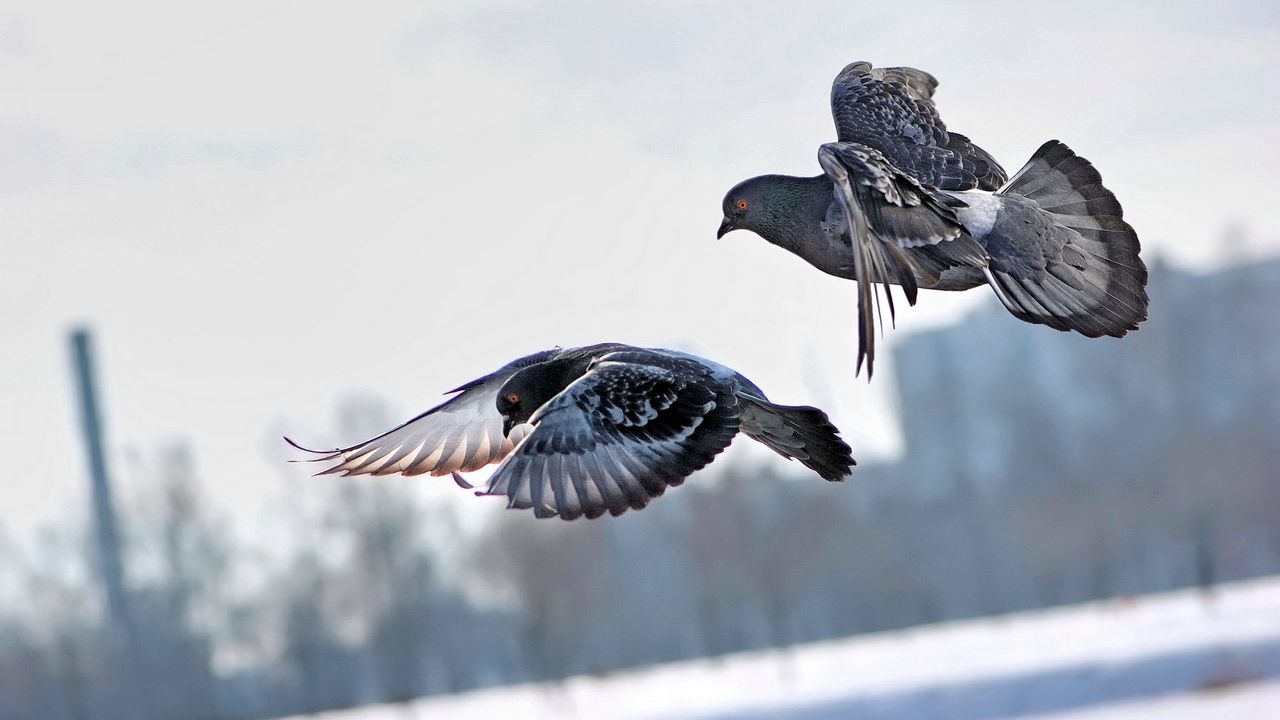 Обои голуби, зима, птицы, полет