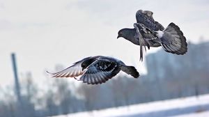 Превью обои голуби, зима, птицы, полет