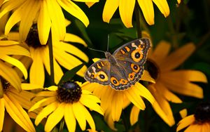 Превью обои голубянка аргус, рудбекия, бабочка, цветы, лепестки, сад, насекомое