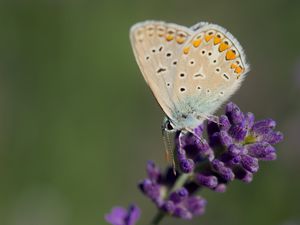 Превью обои голубянка, бабочка, лаванда, цветы, макро, размытие