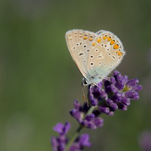 Превью обои голубянка, бабочка, лаванда, цветы, макро, размытие