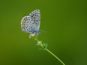 Превью обои голубянка, бабочка, цветок, макро