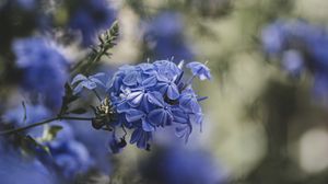 Превью обои голубые цветы, цветы, цветение, размытость