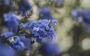 Превью обои голубые цветы, цветы, цветение, размытость