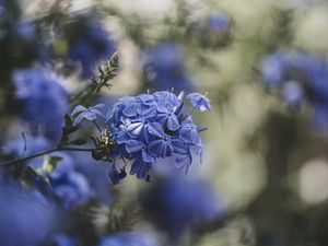 Превью обои голубые цветы, цветы, цветение, размытость