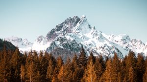 Превью обои гора, деревья, лес, вершина, заснеженный, безоблачное небо