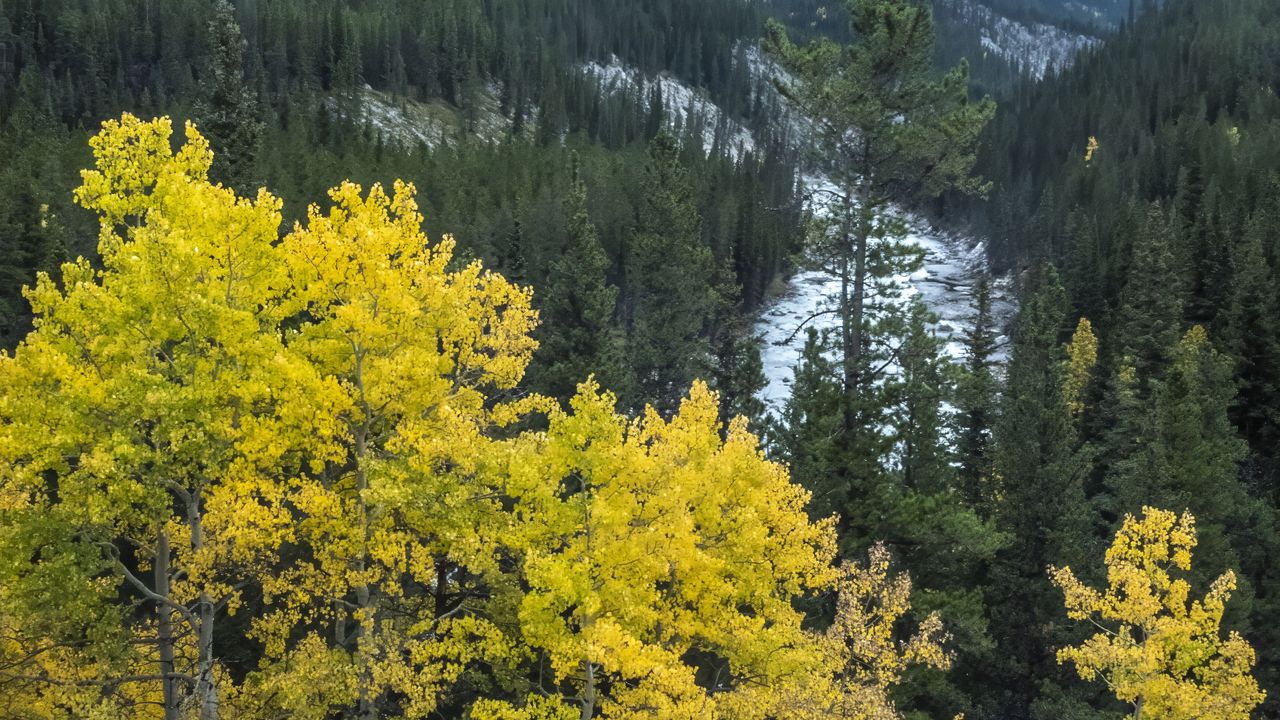 Обои гора, деревья, осень, пейзаж, желтый