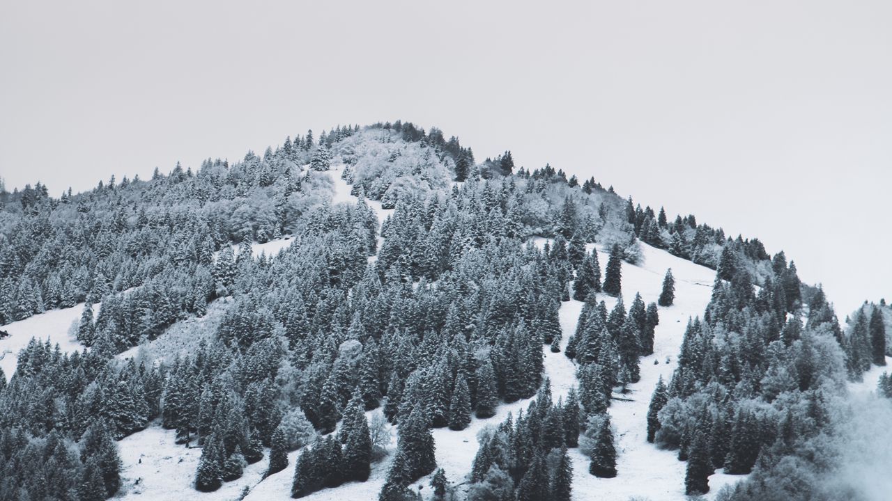 Обои гора, деревья, снег, возвышенность, туман