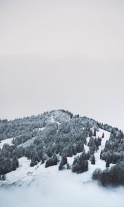 Превью обои гора, деревья, снег, возвышенность, туман