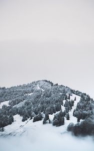 Превью обои гора, деревья, снег, возвышенность, туман