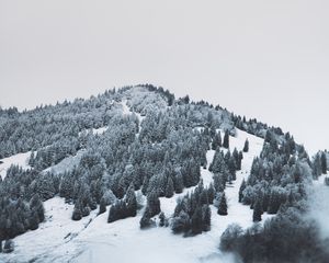 Превью обои гора, деревья, снег, возвышенность, туман