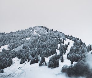 Превью обои гора, деревья, снег, возвышенность, туман