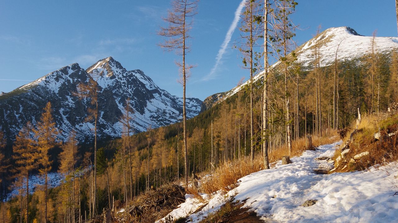 Обои гора, деревья, снег, зима, природа