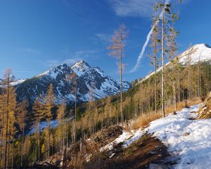 Превью обои гора, деревья, сосны, снег, пейзаж, природа