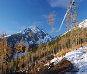 Превью обои гора, деревья, сосны, снег, пейзаж, природа