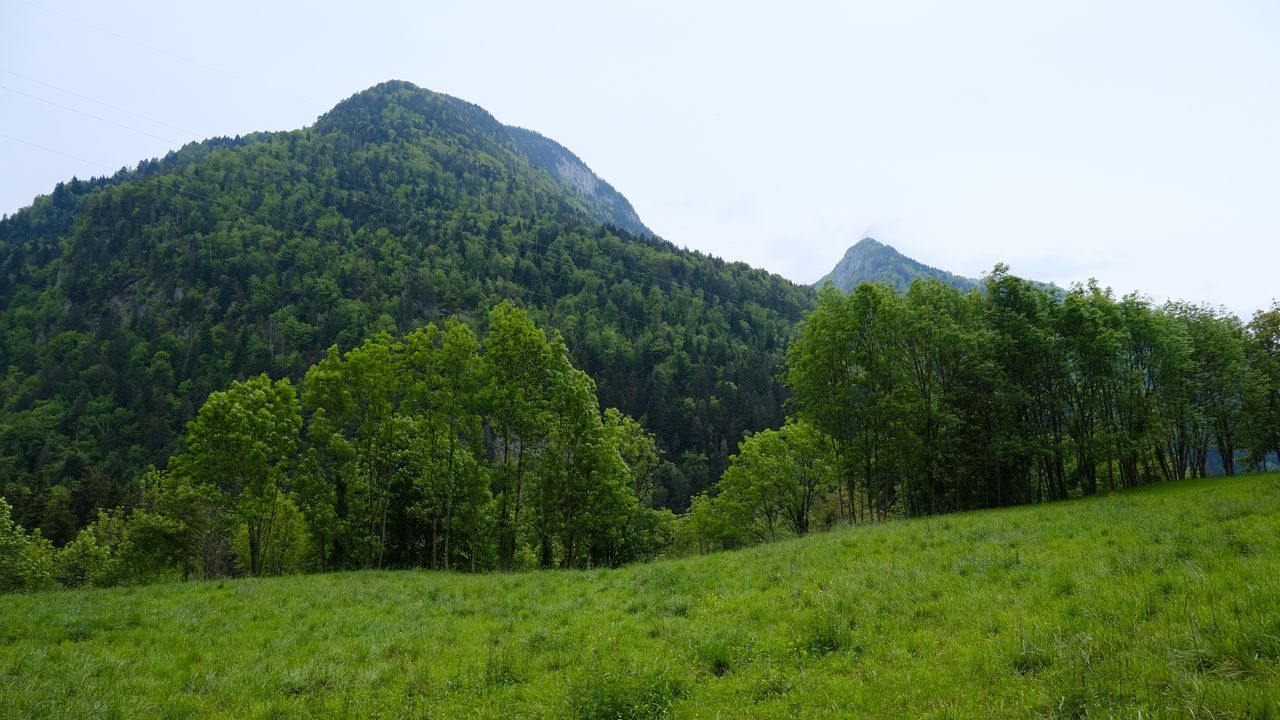 Обои гора, деревья, трава, поле