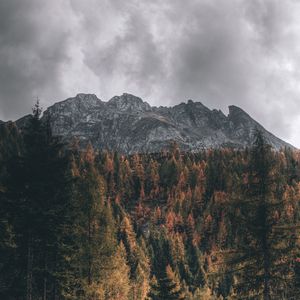 Превью обои гора, деревья, вершина, вид сверху, верхушки
