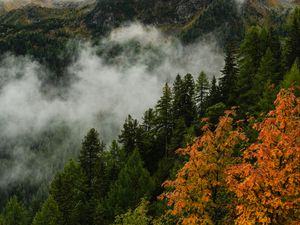 Превью обои гора, лес, деревья, туман, осень, вид сверху