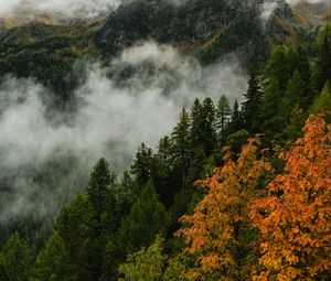 Превью обои гора, лес, деревья, туман, осень, вид сверху
