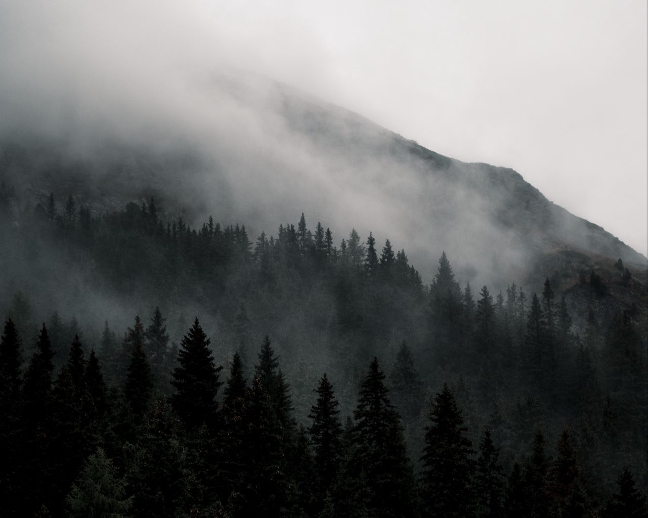 Лес в тумане 1920x1080