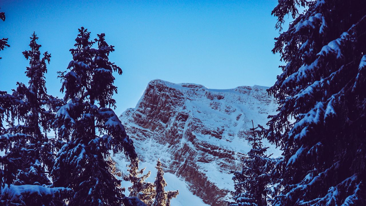 Обои гора, пик, снег, заснеженный, ветки