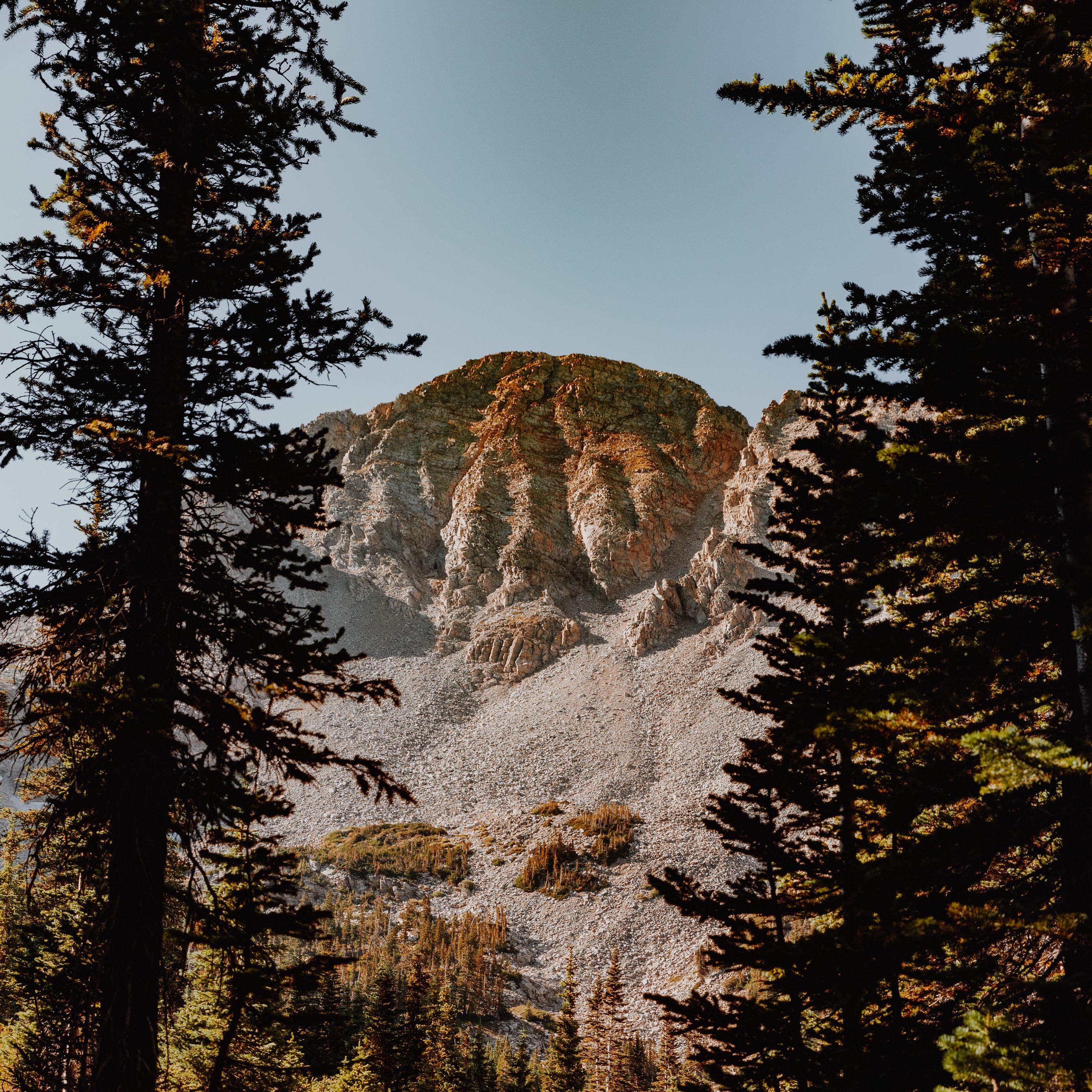 Ель скальная фото