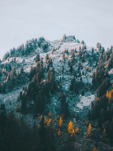 Превью обои гора, склон, деревья, снег, пейзаж