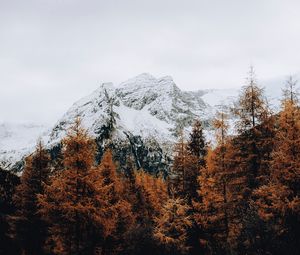 Превью обои гора, снег, деревья, дорога, забор