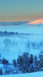 Превью обои гора, свет, снег, туман, ели, деревья, даль, рассвет, утро, пробуждение, пейзаж, тишина