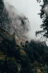 Превью обои гора, туман, деревья, склон, швейцария
