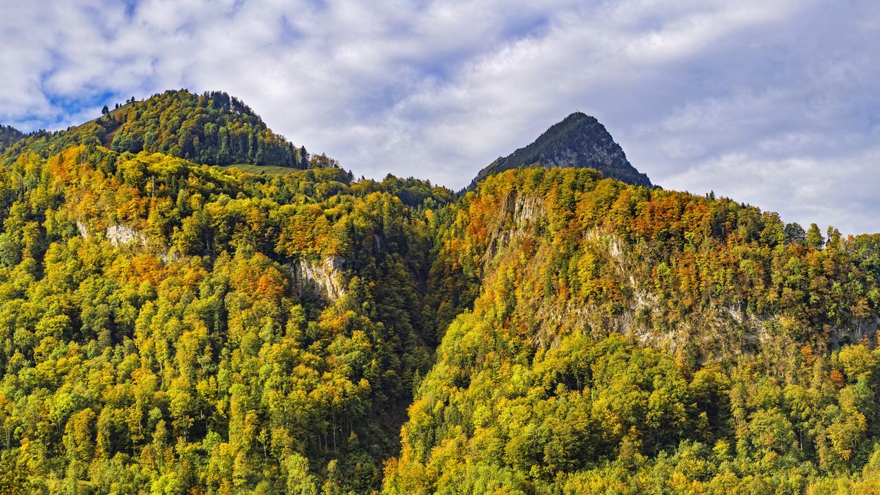 Обои гора, вершина, деревья, осень, пейзаж