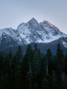 Превью обои гора, вершина, деревья, сосны, пейзаж