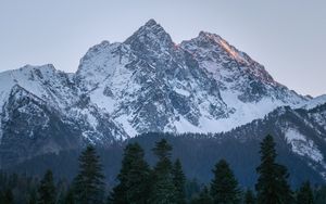 Превью обои гора, вершина, деревья, сосны, пейзаж