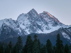 Превью обои гора, вершина, деревья, сосны, пейзаж