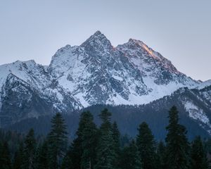 Превью обои гора, вершина, деревья, сосны, пейзаж