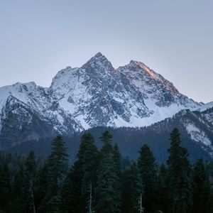 Превью обои гора, вершина, деревья, сосны, пейзаж