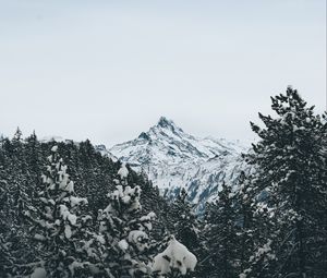 Превью обои гора, вершина, деревья, снег, пейзаж, зима