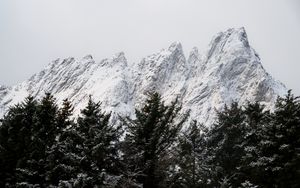 Превью обои гора, вершина, деревья, верхушки, снег