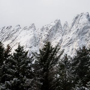 Превью обои гора, вершина, деревья, верхушки, снег