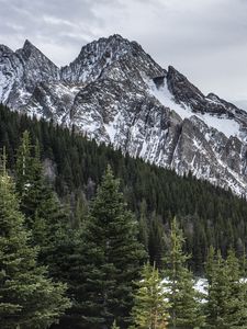 Превью обои гора, вершина, лес, снег, пейзаж