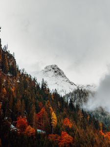 Превью обои гора, вершина, лес, снег, осень