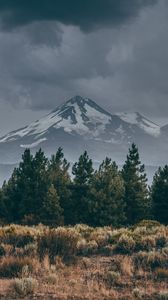 Превью обои гора, вершина, снег, заснеженный, ель, трава