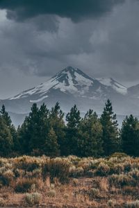 Превью обои гора, вершина, снег, заснеженный, ель, трава