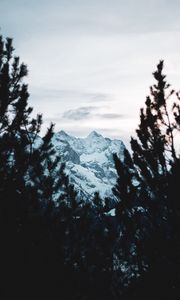 Превью обои гора, вершина, снег, деревья, ветки, вид